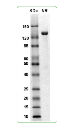 MW: Molecular Weight marker reduced condition
NR: PRLR dimer under non-reduced condition